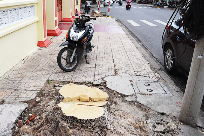 Chặt hạ 2 cây hoa sữa trên đường Nguyễn Trãi để phục vụ mở rộng đường