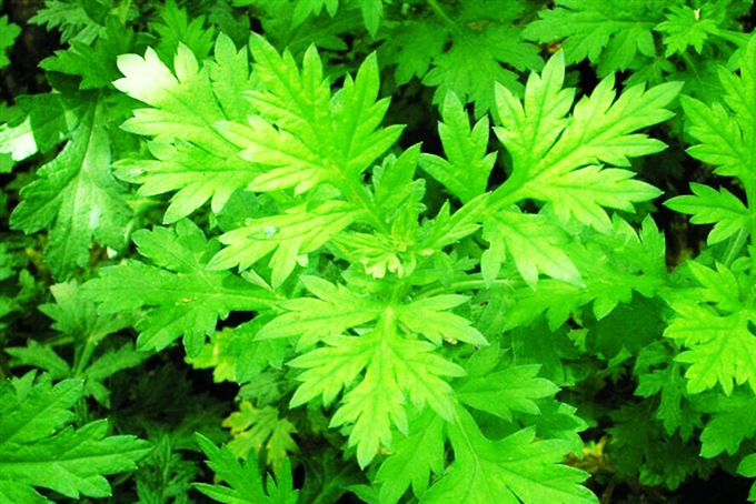 Ngải cứu có hoạt chất chống virus SARS-CoV-2 rất mạnh