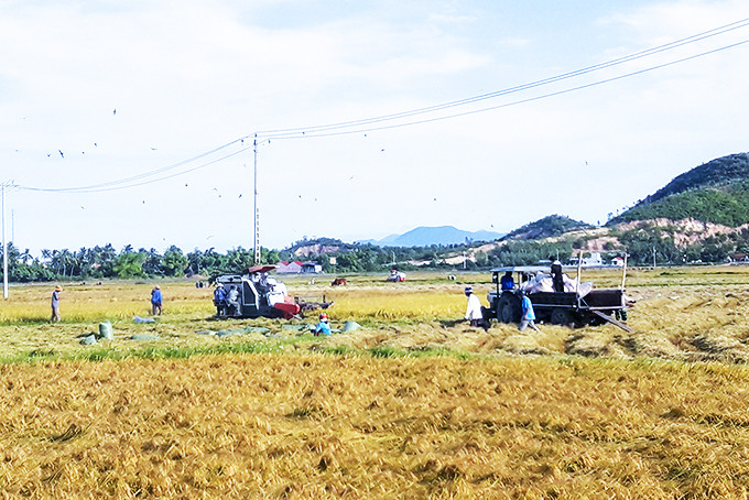 Nông dân huyn Vn Ninh thu hoch lúa.