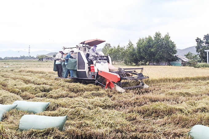 Harvesting winter-spring rice in Ninh Hoa