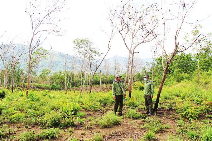  Một khu vực đất rừng căm xe bị lấn chiếm, Trạm Bảo vệ rừng Ninh Tây lập biên bản vụ việc.