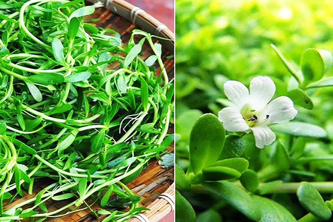 Hợp chất trong rau sam trắng trị bệnh suy giảm trí nhớ