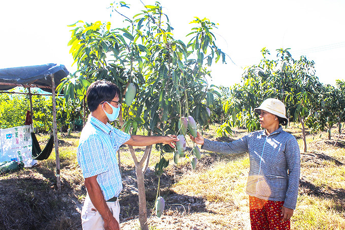 Gia đình bà Lê Thị Mai chuyển đổi đất lúa kém hiệu quả  sang trồng xoài cho năng suất cao.