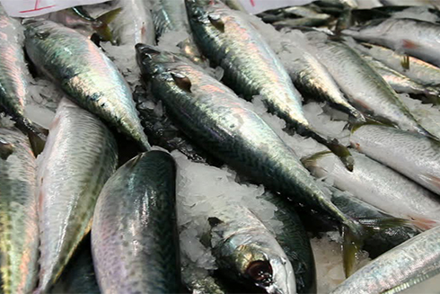 Mỗi tuần ăn 200 gram cá mòi có thể giảm nguy cơ mắc bệnh tiểu đường loại 2. ẢNH: SHUTTERSTOCK
