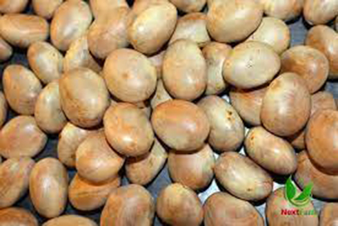 9 lợi ích tuyệt vời của hạt mít mà bạn có thể chưa biết