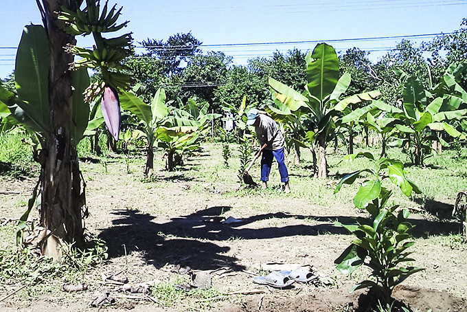 Người dân xã Sơn Hiệp chuyển đổi cây trồng kém hiệu quả  sang trồng bưởi da xanh.