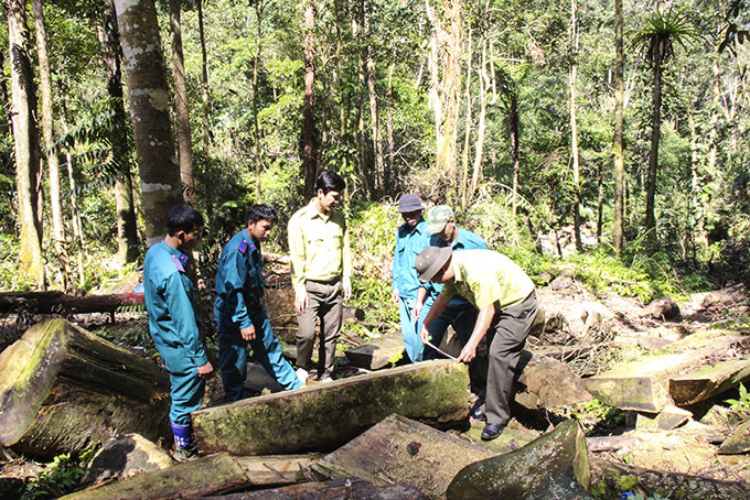 1 vụ khai thác rừng trái pháp luật trong lâm phận Công ty Lâm sản Khánh Hòa mới đây.