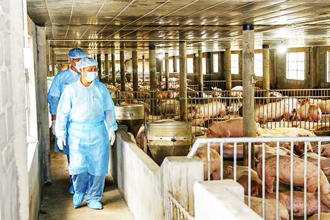 Cơ quan chuyên môn kiểm tra công tác phòng, chống ASF tại một trại chăn nuôi heo ở Cam Lâm.