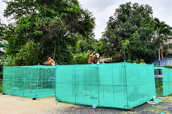 Ồ ạt nuôi tôm hùm trên vịnh Cam Ranh