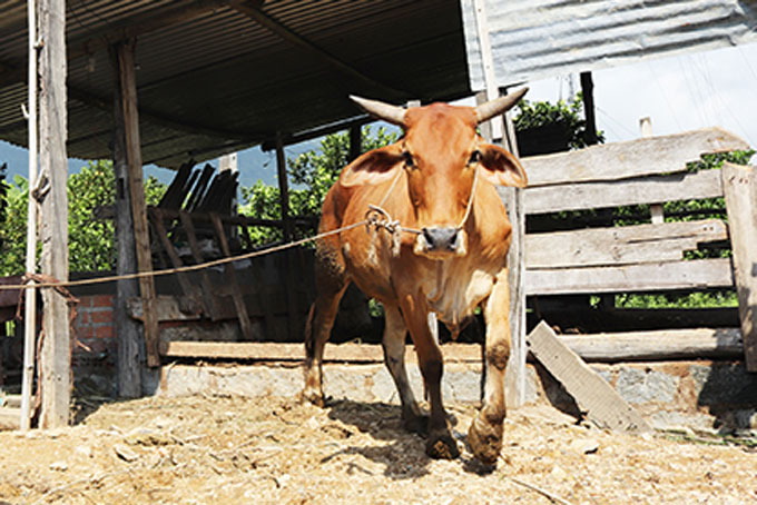 Khánh Vĩnh: Tiêm phòng gia súc đợt 1 năm 2021