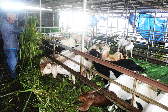 Phongs goat farm