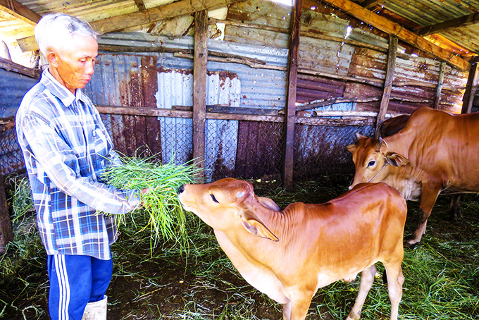 Ho Van Dung lent capital to raise cows.