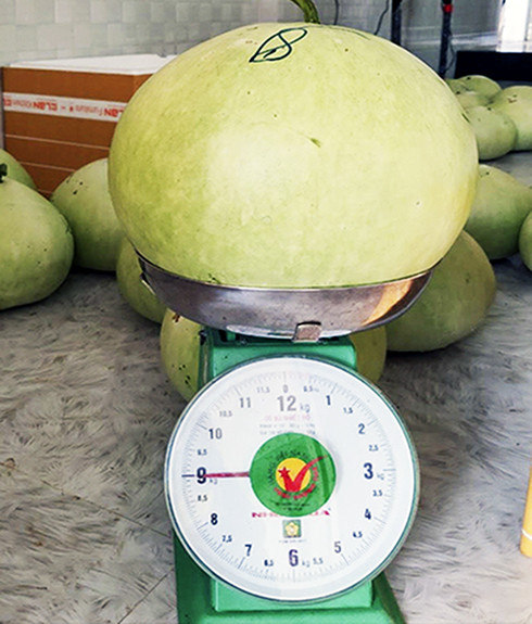 A Japanese gourd weighs 9 kilograms.