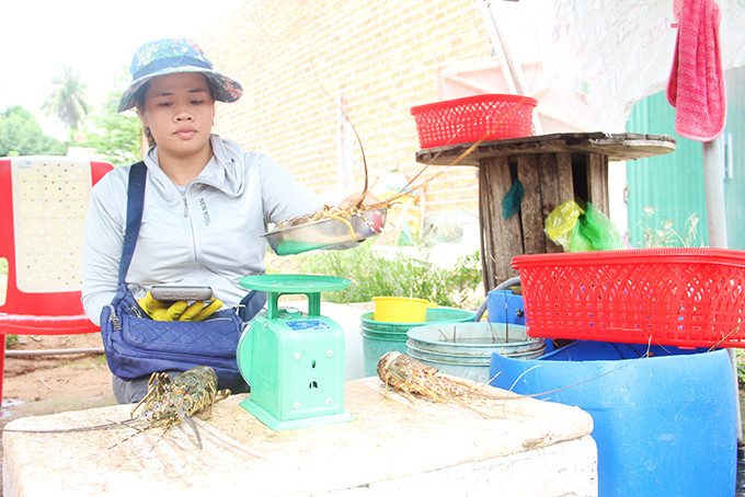 Tôm hùm xanh nuôi ở phường Cam Linh (TP. Cam Ranh) chết liên tục trong quá trình nuôi.
