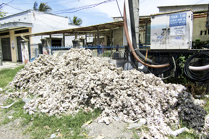 Đổ vỏ hàu ra hành lang đại lộ