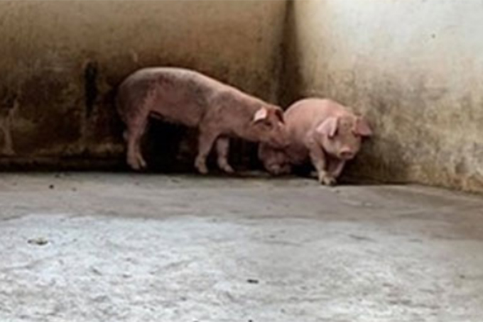 Xuất hiện dịch tả heo châu Phi ở Phước Đồng