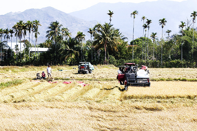 Nông dân thị xã Ninh Hòa thu hoạch lúa.