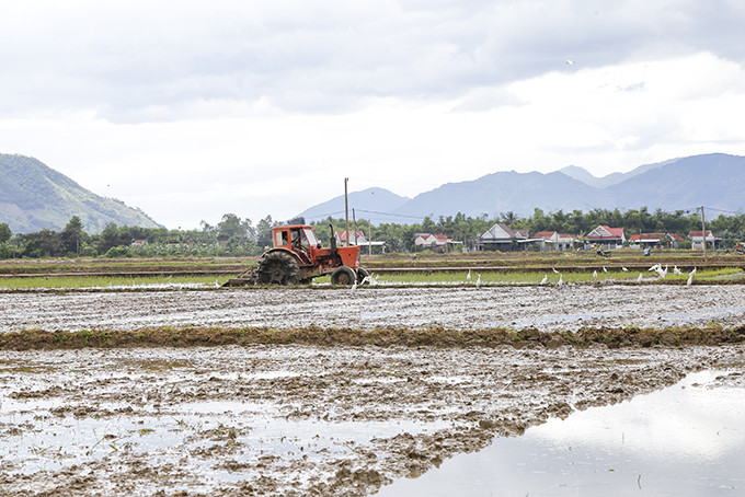 Farmers in Dien Khanh plowing for summer-winter rice crop