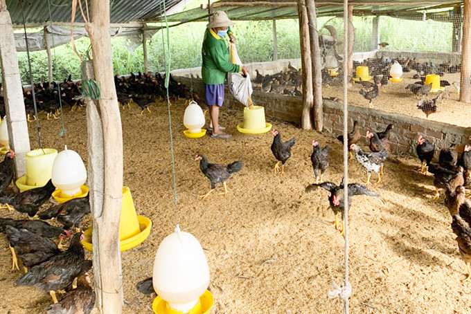 Mô hình chăn nuôi gà của một hộ ở thôn An Ninh, xã Diên An  từ nguồn vốn vay Quỹ Hỗ trợ nông dân.
