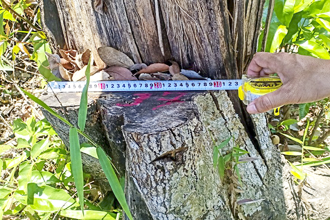 Sơn Lâm: Một vụ phá rừng trái phép