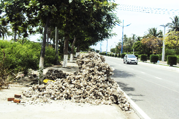 Đổ vỏ sò trên vỉa hè