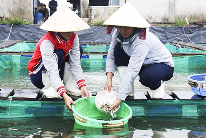 Producing sea juvenile fish in Ninh Hoa Town