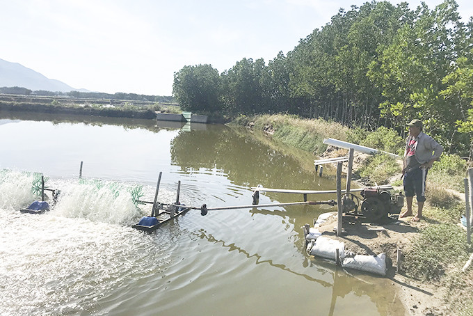  Người nuôi thủy sản ở xã Cam Hòa phải bật quạt nước liên tục để cải thiện môi trường ao nuôi.