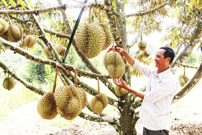 Người trồng sầu riêng ở xã Sơn Bình sản xuất sầu riêng theo tiêu chuẩn VietGAP.