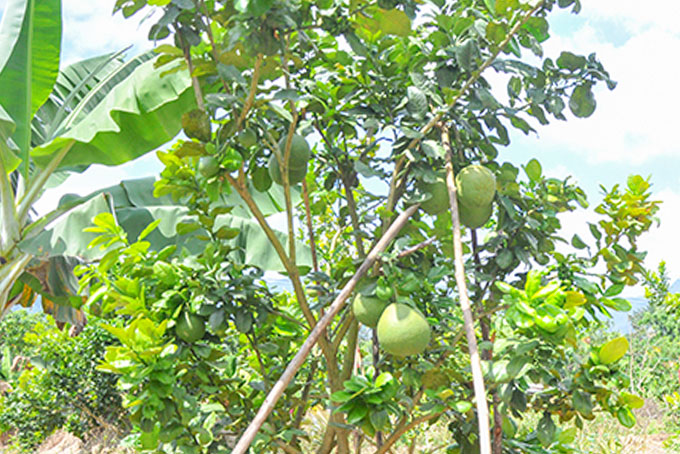 Khánh Vĩnh: Ngăn ngừa mạo danh sản phẩm đã được chứng nhận