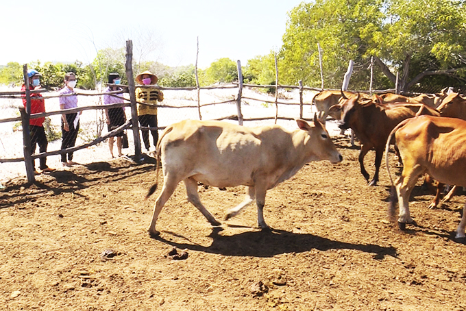 Cán bộ Ngân hàng Chính sách xã hội huyện Cam Lâm kiểm tra tình hình sử dụng vốn vay tại hộ bà Liên. 