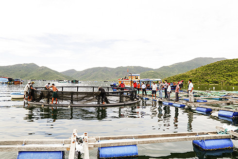 Lồng bè nuôi trồng thủy sản tại vùng biển xã Vạn Thạnh, huyện Vạn Ninh.