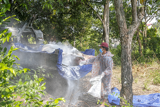 Cam Lâm: Chủ động khống chế dịch tả heo châu Phi