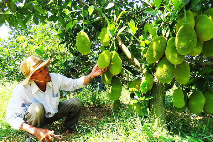 Fruit tree growing group in Van Hung commune: Initial effectiveness