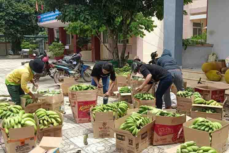 Các loại nông sản được đóng gói cẩn thận để vận chuyển về TP. Nha Trang. 