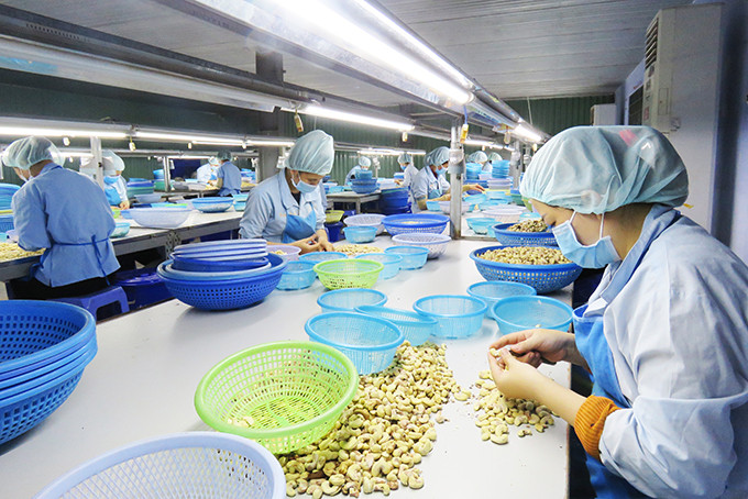 Công nhân Công ty TNHH Chế biến hạt điều Sao Việt được bố trí ngồi giãn cách khi làm việc.