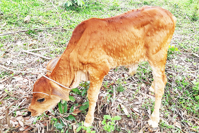 Một con bê  bị bệnh  viêm da nổi cục  trên địa bàn Khánh Vĩnh.