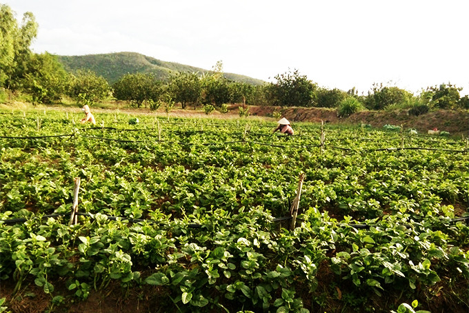 Một vườn rau của nông dân xã Ninh Trung.