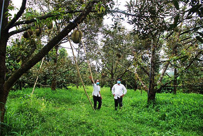 Hiện nay, xã Sơn Bình đã hình thành nhiều khu vực chuyên canh cây ăn quả, người dân mong muốn có điện 3 pha để phục vụ sản xuất.