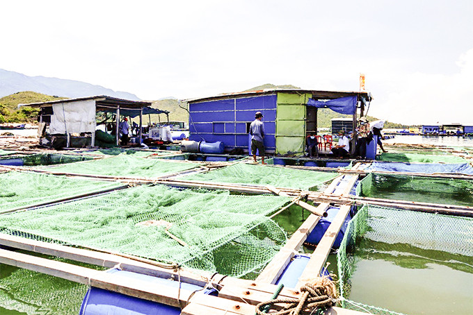 Nuôi trồng thủy sản ở Hòn Lăng,  Ninh Ích, Ninh Hòa