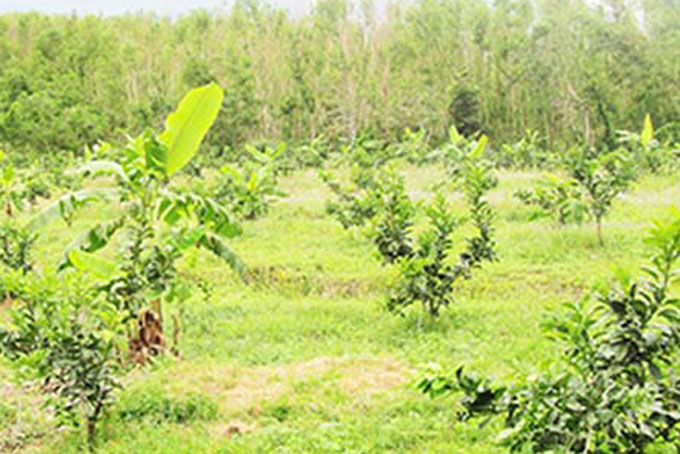 Khánh Vĩnh: Triển khai một số giải pháp sản xuất trồng trọt trong dịch Covid-19