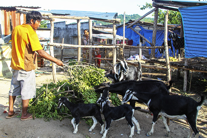 Mô hình nuôi dê ở xã Cam Thịnh Tây góp phần phát triển kinh tế hộ gia đình.