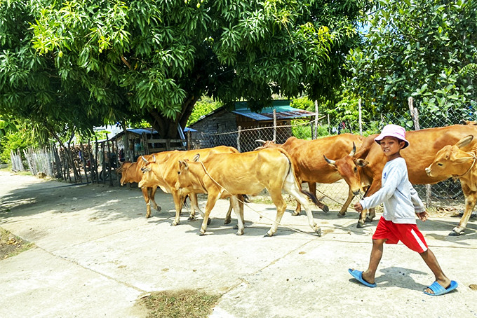 Mô hình nuôi bò ở thôn Sông Cạn Trung giúp cải thiện kinh tế.