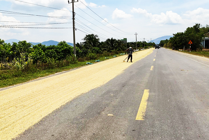 Phơi lúa trên Quốc lộ 27C