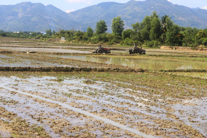 Vào vụ nhưng ruộng lúa thôn Suối Lau 1 mới triển khai cày bừa.