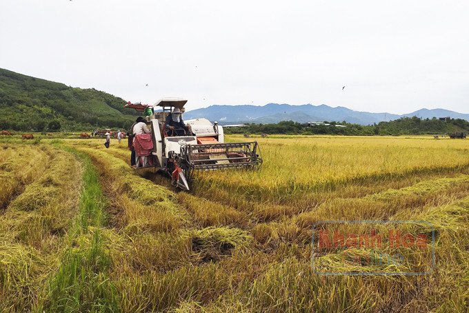 Nông dân huyện Diên Khánh thu hoạch lúa hè thu