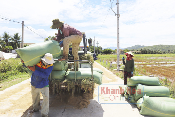 Nông dân thị xã Ninh Hòa thu hoạch lúa hè thu.