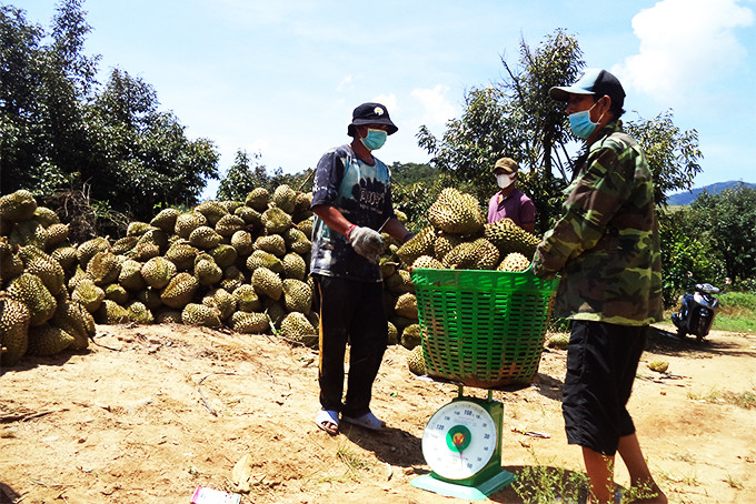 Carrying durians to gathering point