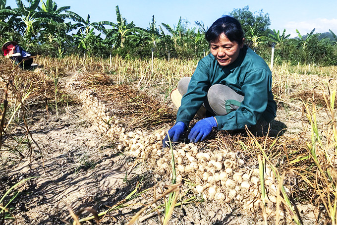 Harvesting garlic in Ninh Hoa