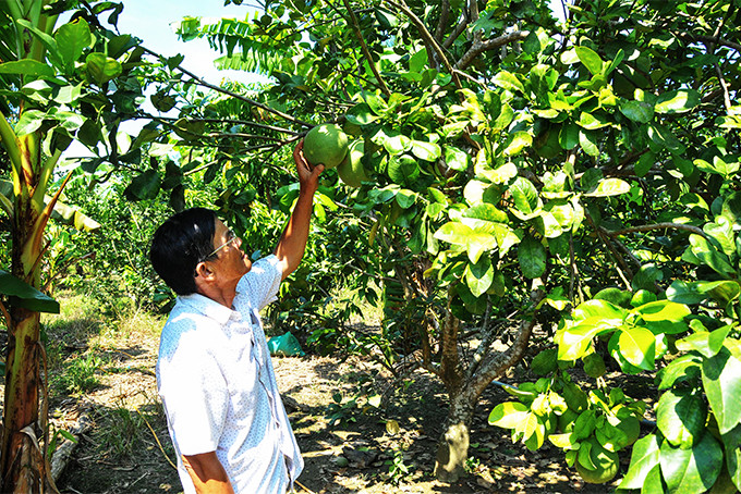 A green skin grapefruit garden of a member of Song Cau Cooperative in Khanh Vinh district