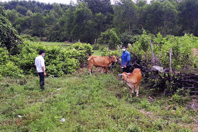 Cơ quan thú y kiểm tra dịch bệnh trên đàn bò của 1 hộ chăn nuôi  ở thôn Cà Hon, xã Khánh Bình, huyện Khánh Vĩnh.
